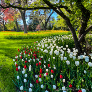Lakewood Cemetery best gardens in the Twin Cities tulips