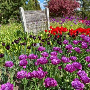 Minnesota Landscape Arboretum best flower gardens in the Twin Cities purple and red tulips