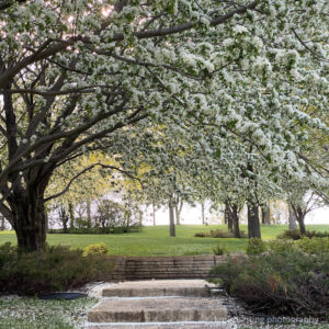 Lyndale Park best gardens in the Twin Cities paradise apple blossoms