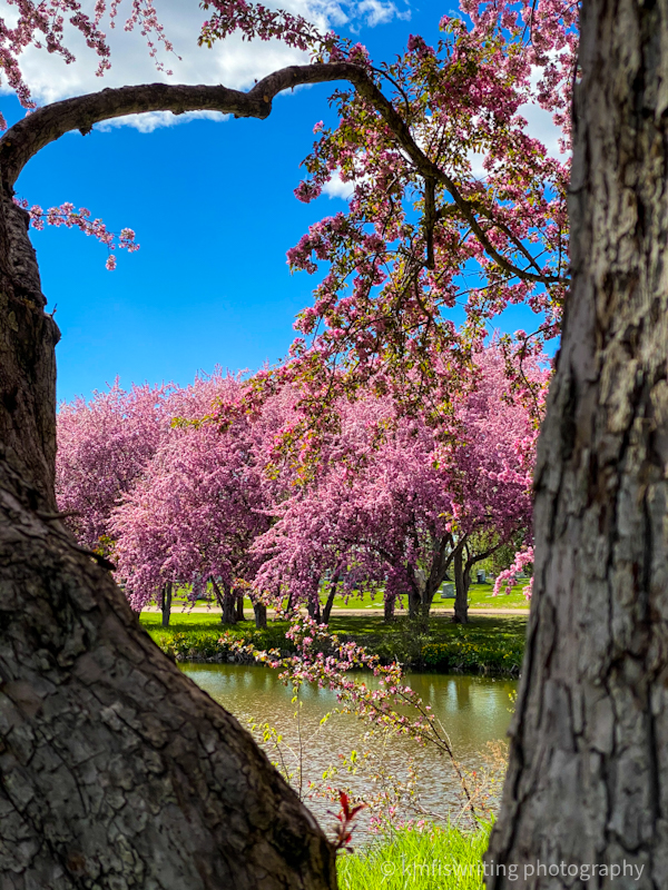 Blossoming trees overlooking Joy Pond at Lakewood Cemetery best hiking trail in Twin Cities
