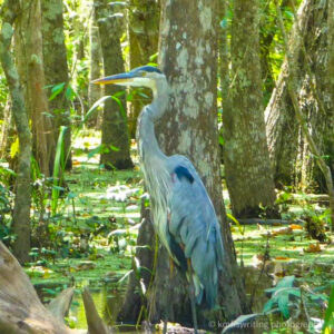 heron on swamp tour in New Orleans