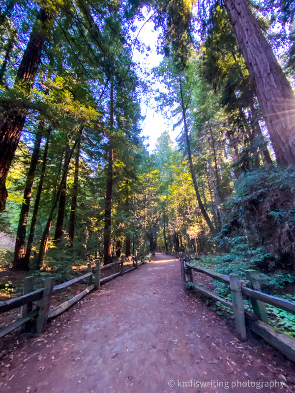 Henry Cowell Redwoods State Park in Felton near Santa Cruz California