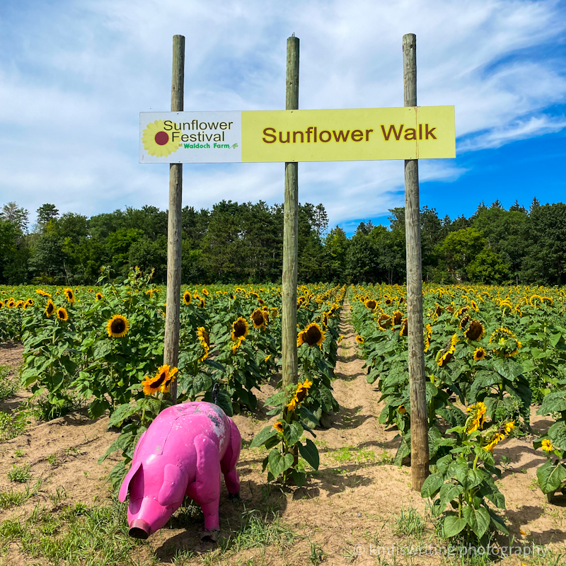 Sunflower field Minnesota twin cities