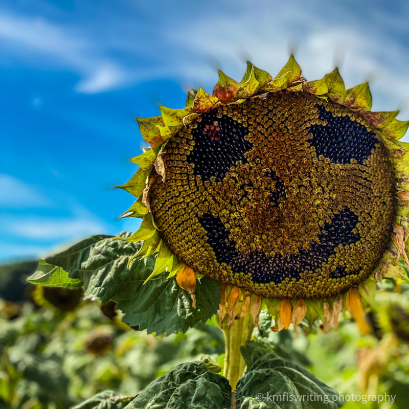 Happy sunflower in kid-friendly sunflower field