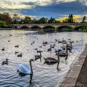 Hyde Park London England swans and geese
