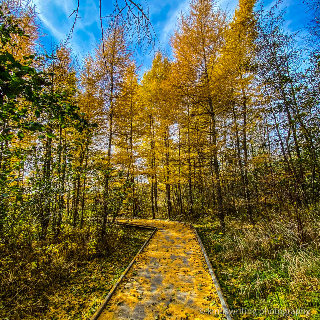 Yellow trees fall foliage at Tamarack Nature Center in White Bear Township, Minnesota