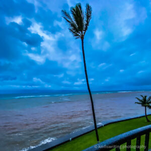 Palm tree on a cloudy stormy day in Maui Hawaii