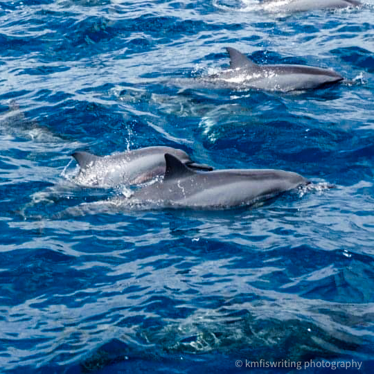 Spinner dolphins in Maui Hawaii