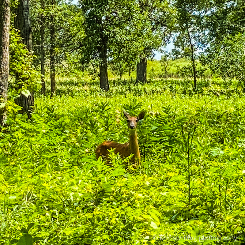 Deer on hiking trail at Buffalo River State Park in Minnesota