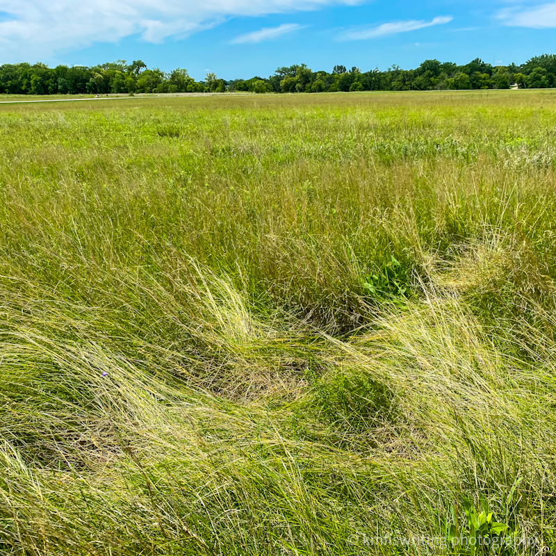 Prairie grasses at Buffalo River State Park in Minnesota