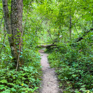 Carley State Park in Minnesota hiking trails