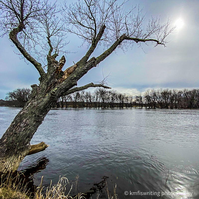 Tree and river at Crow Wing State Park in Minnesota 