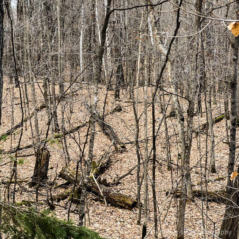 Deer camouflaged in woods at Mille Lacs State Park in Minnesota before deer hunt season