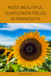 Best and most beautiful sunflower fields in Minnesota