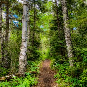 Hiking trail at George Crosby State Park on North Shore Minnesota summer