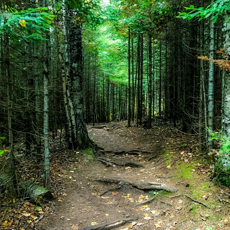 Hiking trail at Tettegouche State Park in Minnesota