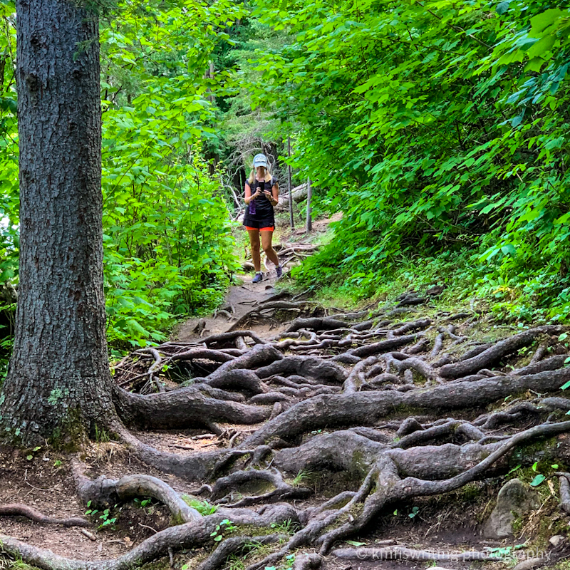 Jay Cooke State Park rugged hiking trail with tree roots in Minnesota