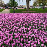 Pella Tulip Time Festival best things to do in Iowa